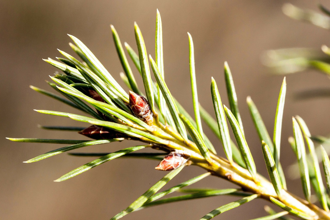 Pušies Adatos, Pavasaris, Frühlingsanfang, Eglė, Picea, Gentis, Pušų Šeima, Vakarų, Paprastoji Eglė, Picea Abies