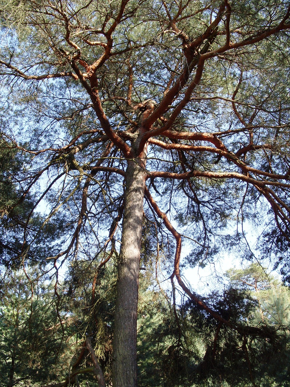 Pušies Mediena, Pušis, Gamta, Miškas, Nemokamos Nuotraukos,  Nemokama Licenzija