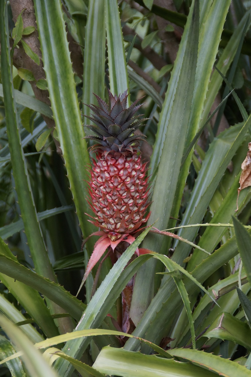 Ananasai, Raudonasis Ananasas, Ananasų Šiltnamiai, Toksiškas, Vaisiai, Augalas, Flora, Egzotiškas, Atogrąžų, Tropikai