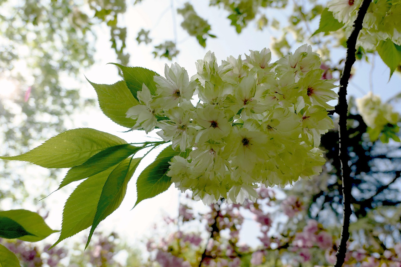 Ananasai,  Sakura,  Gamta,  Medis,  Filialas,  Flora,  Gėlė,  Be Honoraro Mokesčio, Nemokamos Nuotraukos,  Nemokama Licenzija