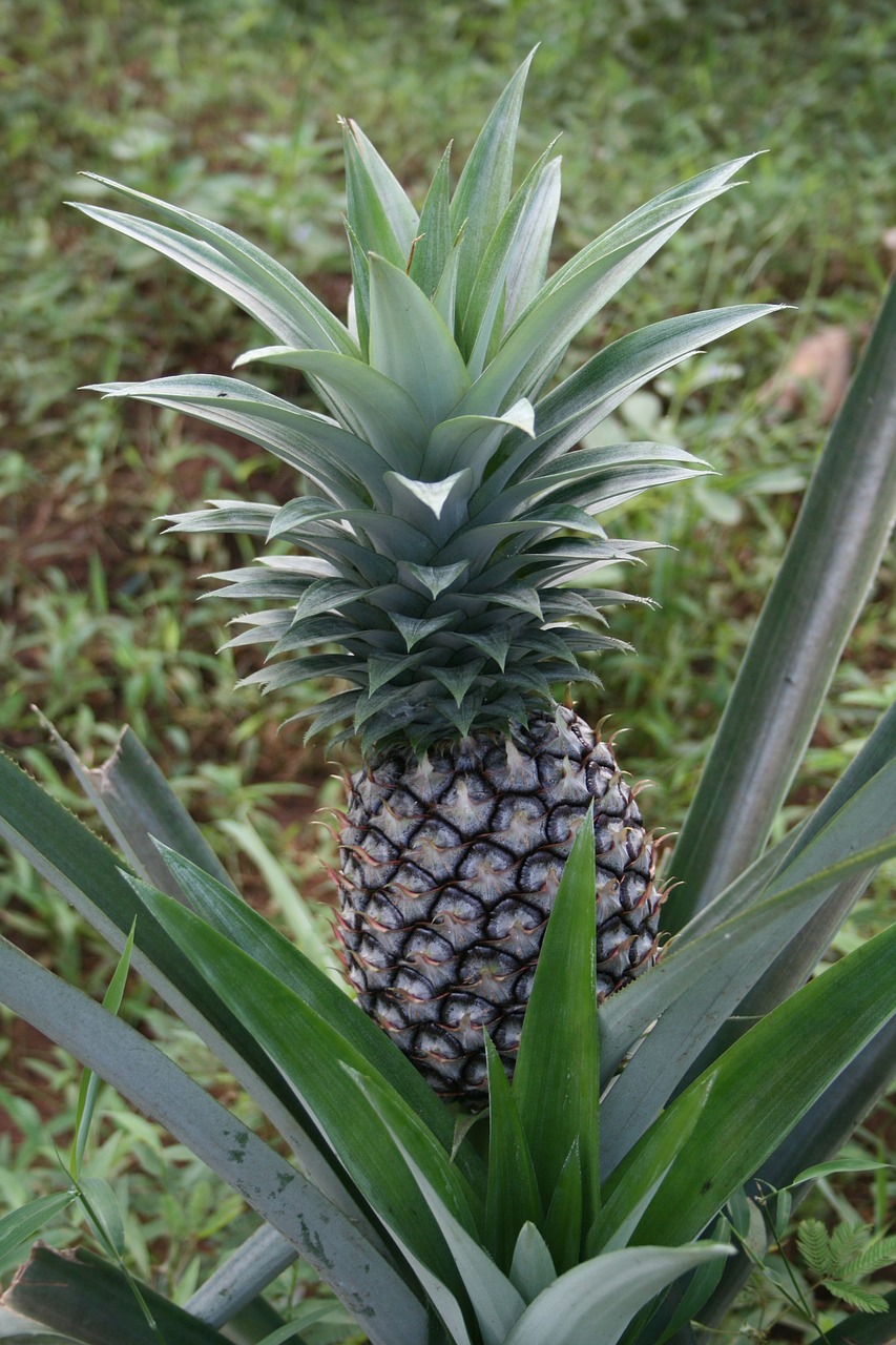 Ananasai, Zanzibaras, Vaisiai, Augalas, Nemokamos Nuotraukos,  Nemokama Licenzija
