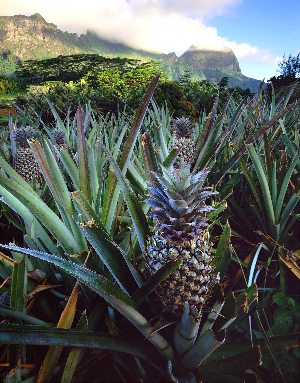 Ananasai, Tahiti, Polineziečių, Kelionė, Salos, Nemokamos Nuotraukos,  Nemokama Licenzija