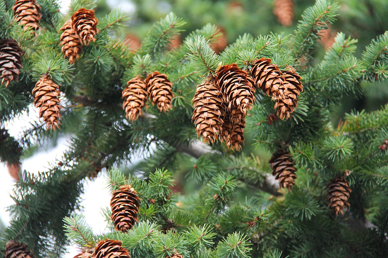 Pinecone, Spurgai, Medis, Žalias, Ruduo, Geltona, Oranžinė, Lapai, Auksinis, Wanaka