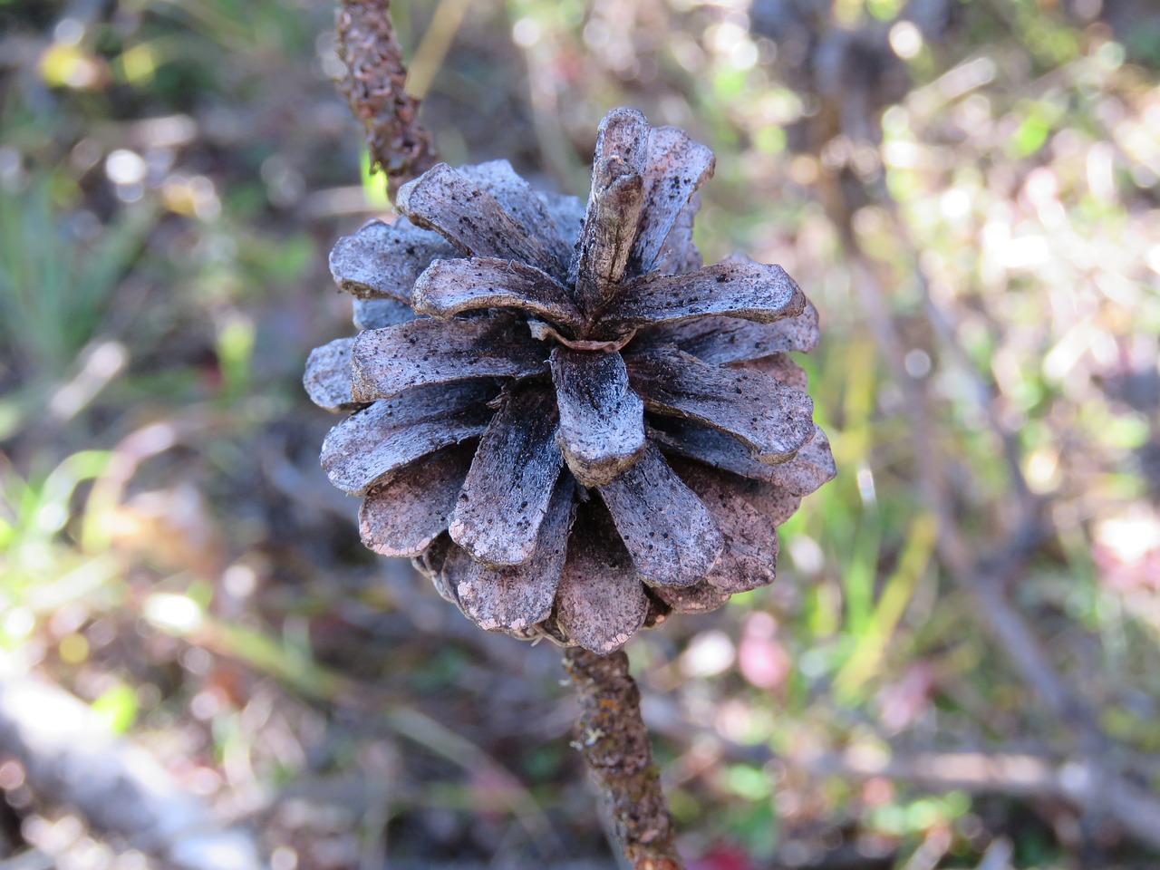 Pinecone, Medis, Gamta, Filialas, Miškas, Spygliuočių, Augalas, Nemokamos Nuotraukos,  Nemokama Licenzija