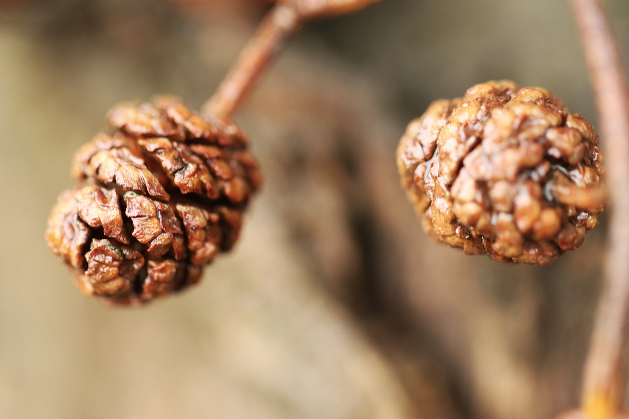 Pinecone, Gamta, Miškas, Pavasaris, Makro, Nemokamos Nuotraukos,  Nemokama Licenzija