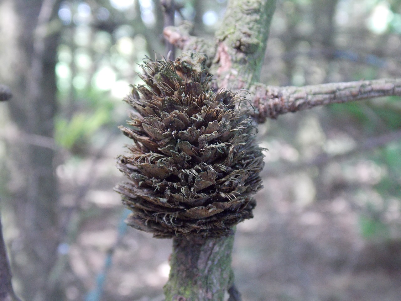 Pinecone, Medis, Filialas, Makro, Uždaryti, Miškai, Miškas, Gamta, Filialai, Natūralus