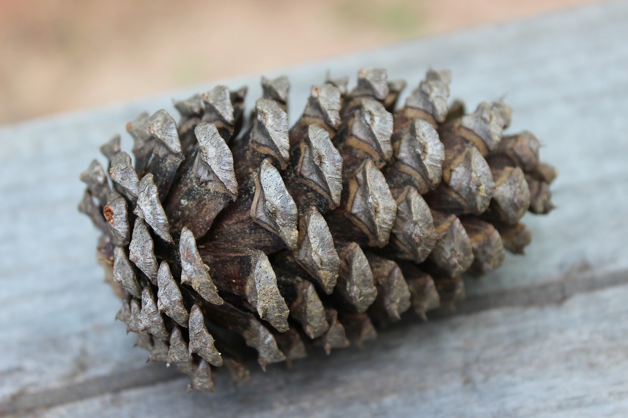 Pinecone, Gamta, Medis, Kūgis, Medinis, Filialas, Pušis, Nemokamos Nuotraukos,  Nemokama Licenzija