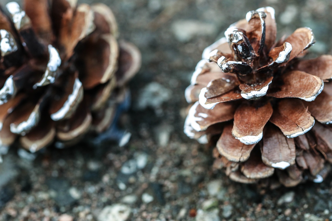 Pinecone, Gamta, Makro, Nemokamos Nuotraukos,  Nemokama Licenzija