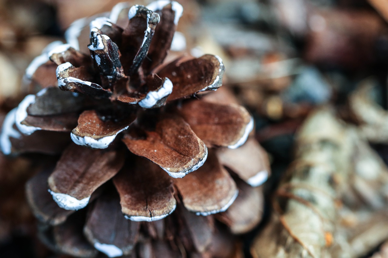 Pinecone, Gamta, Makro, Nemokamos Nuotraukos,  Nemokama Licenzija