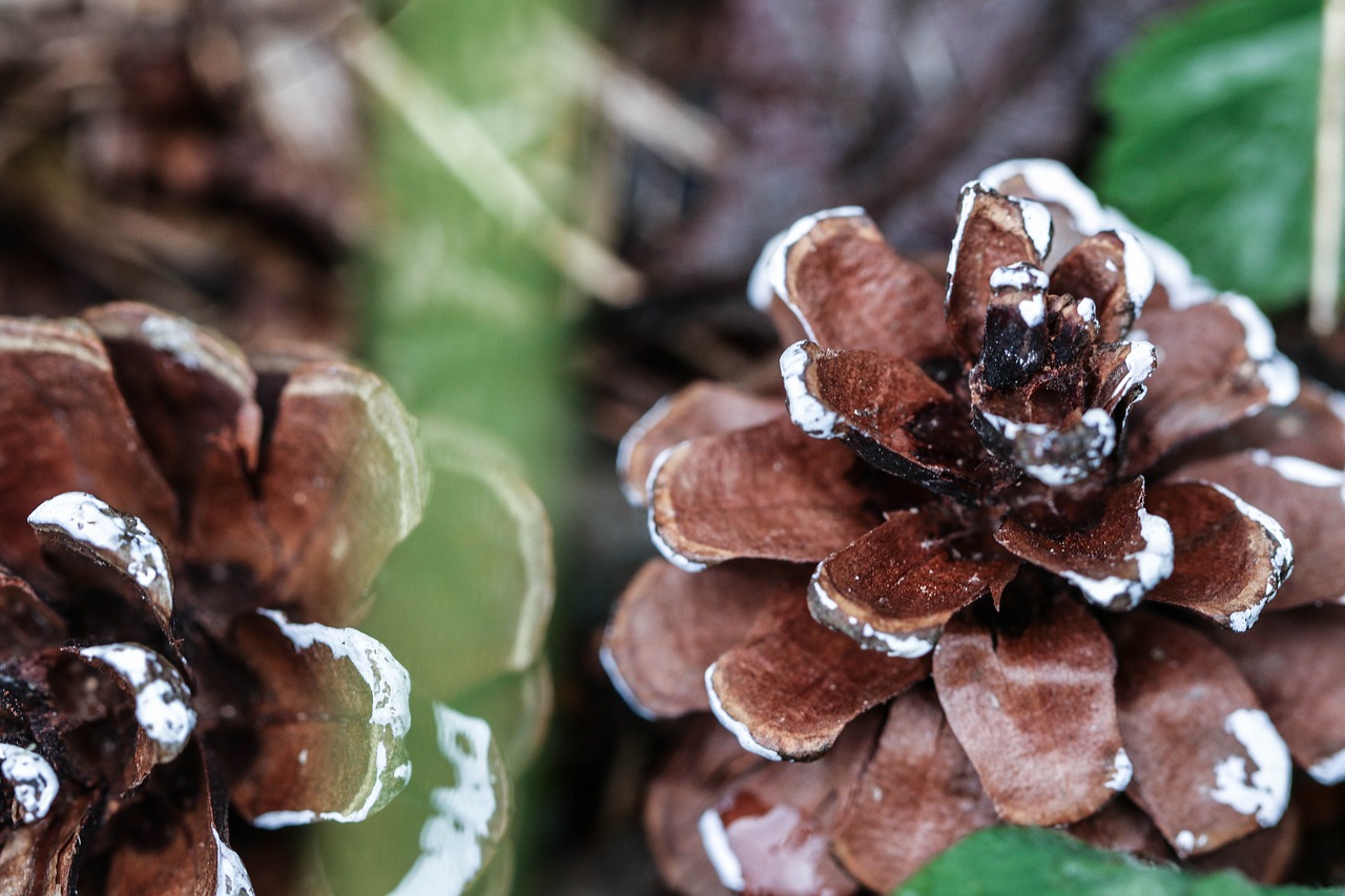 Pinecone, Gamta, Makro, Nemokamos Nuotraukos,  Nemokama Licenzija