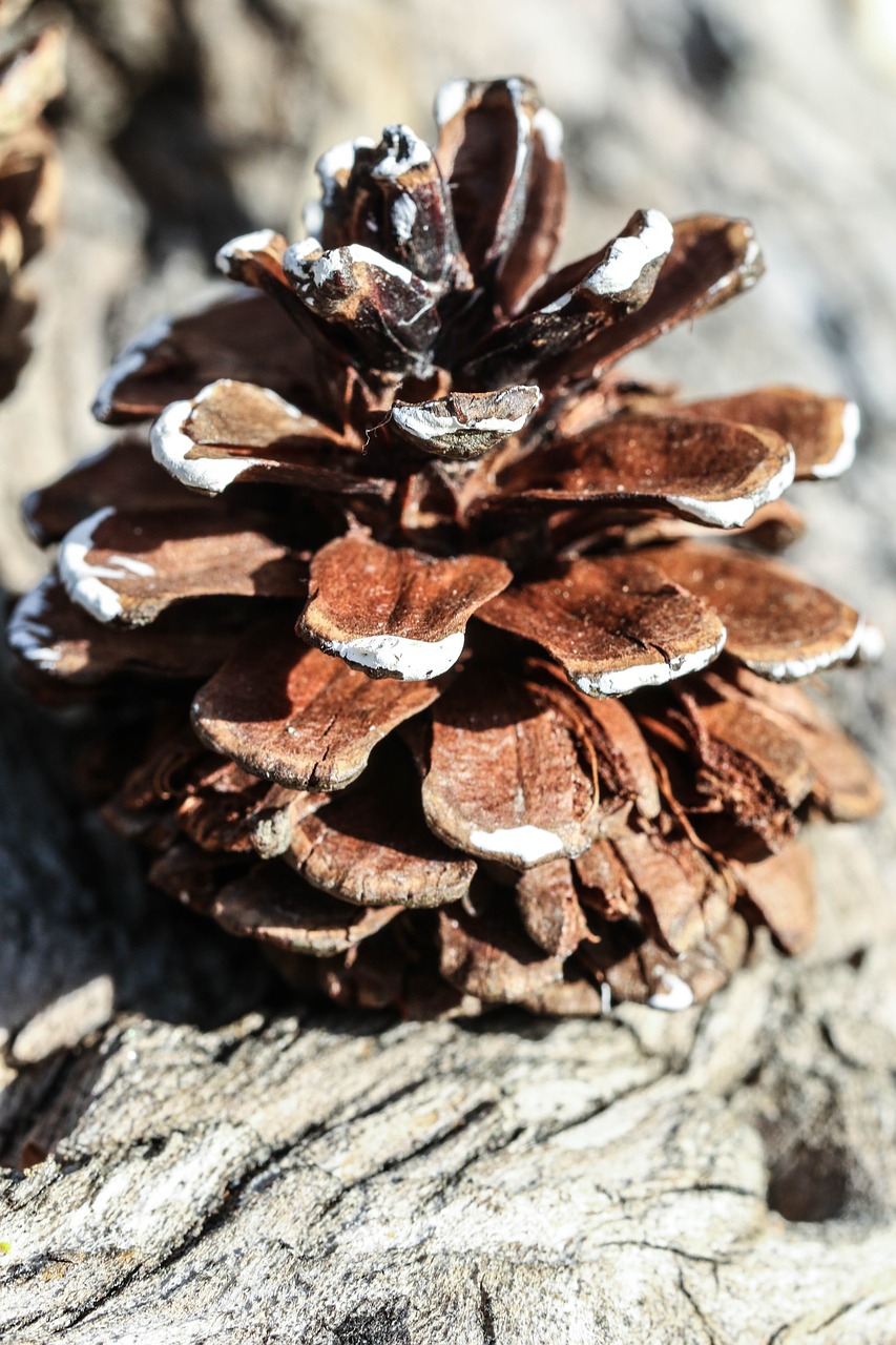 Pinecone, Gamta, Makro, Nemokamos Nuotraukos,  Nemokama Licenzija