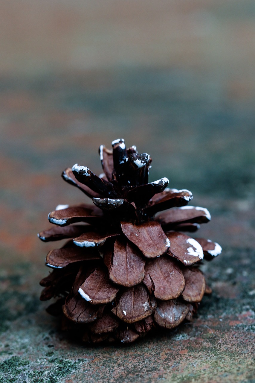 Pinecone, Kritimas, Gamta, Nemokamos Nuotraukos,  Nemokama Licenzija