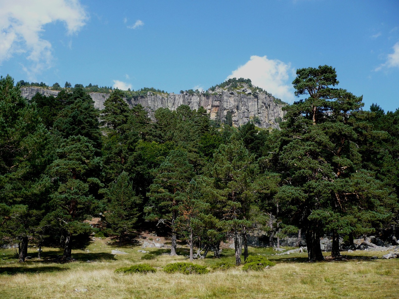 Pušies Mediena, Kalnas, Kraštovaizdis, Medis, Miškas, Pušis, Soria, Nemokamos Nuotraukos,  Nemokama Licenzija