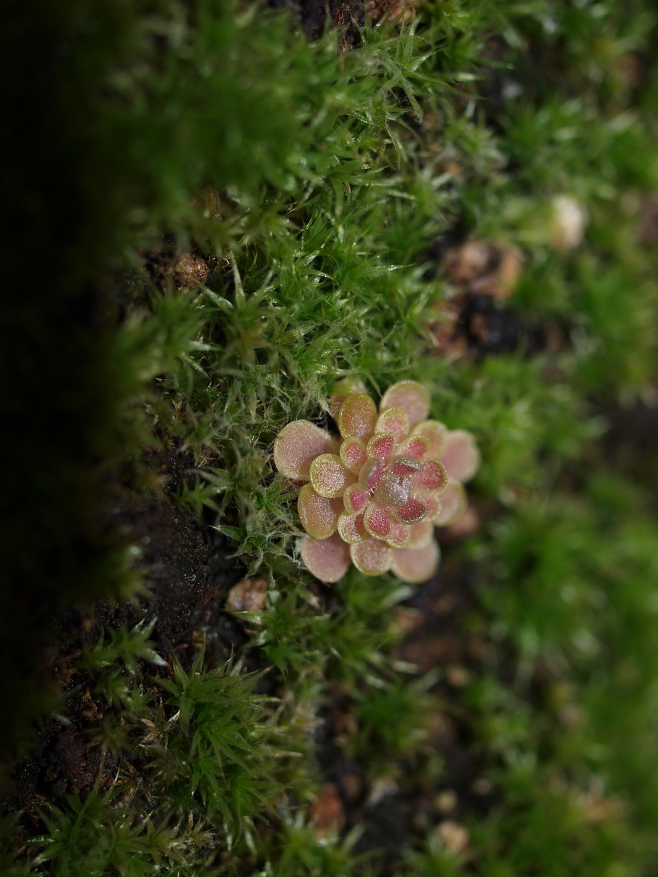 Pinguicula Debbertiana, Sviestas Mėsėdžiai, Nemokamos Nuotraukos,  Nemokama Licenzija