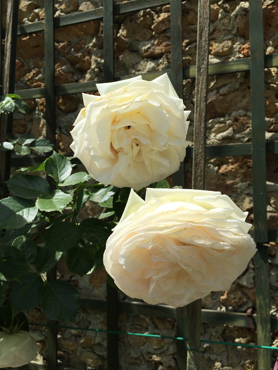 Rožės, Balta, Gėlės, Bagatelle, Paris, Nemokamos Nuotraukos,  Nemokama Licenzija
