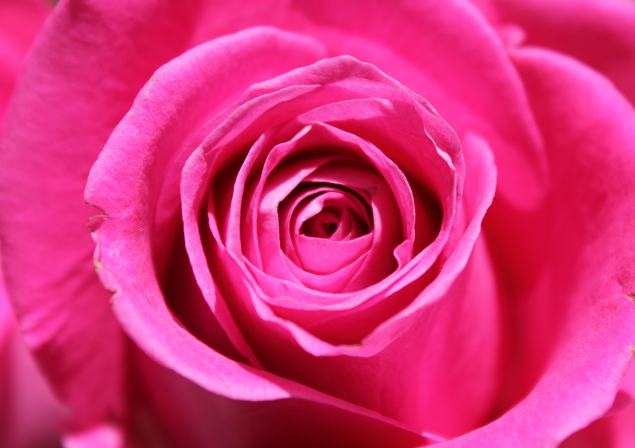 Rožinis, Rožė, Gėlė, Žiedlapis, Meilė, Gamta, Makro, Augalas, Rožinės Gėlės, Romantiškas