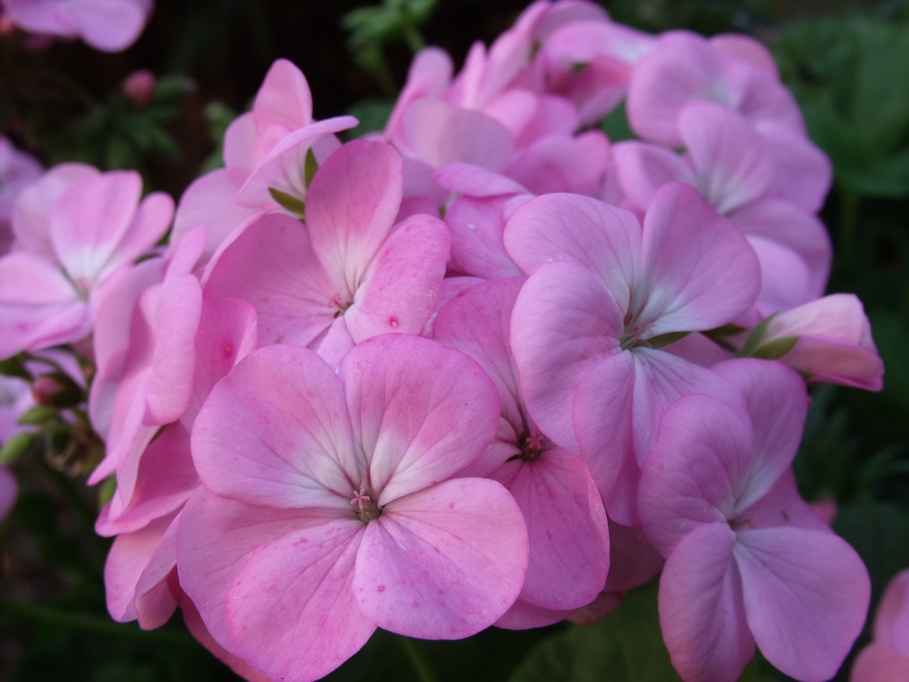 Geranium, Rožinis, Gėlė, Gėlių, Žiedlapis, Gamta, Rožinės Gėlės, Spalva, Šviesus, Spalvinga