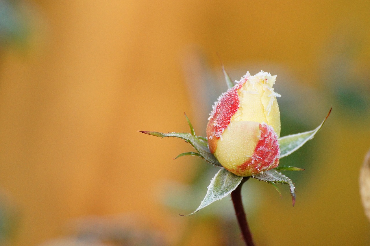 Rožinis, Gelis, Želė, Bokeh, Žiedlapiai, Mygtukas, Žiema, Šaltas, Gamta, Šaltis