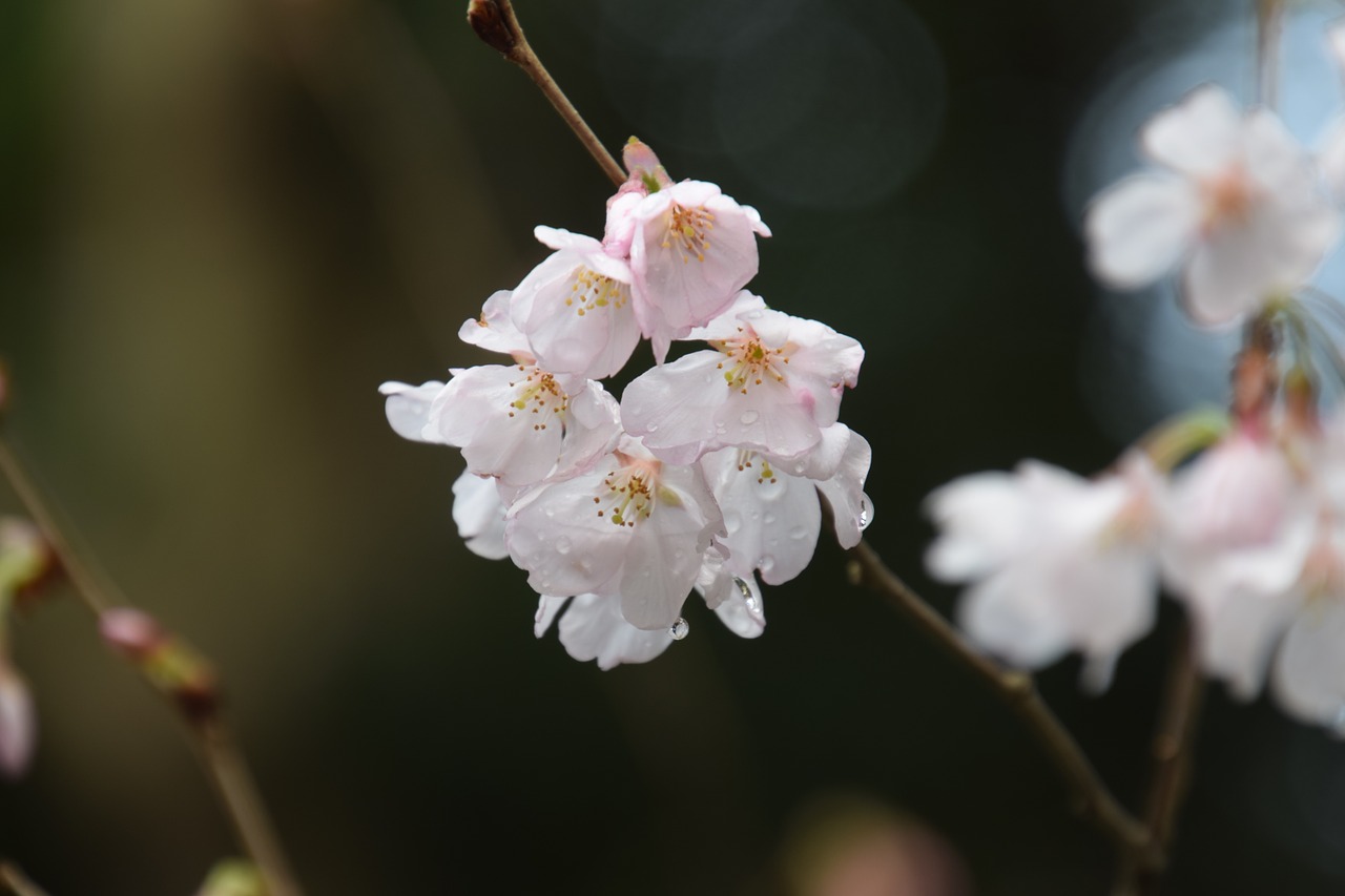 Rožinis, Sakura, Vyšnia, Gamta, Gėlė, Nemokamos Nuotraukos,  Nemokama Licenzija