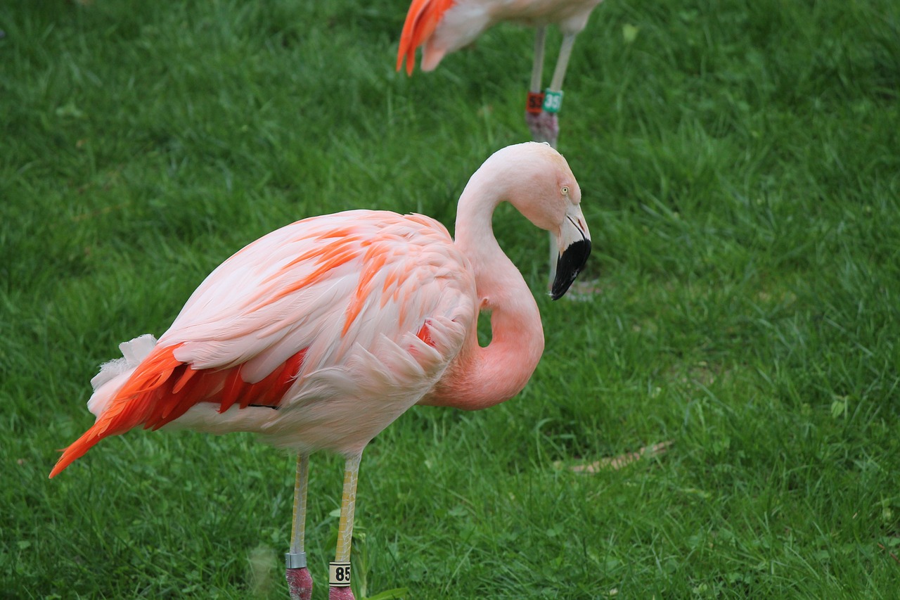 Rožinis, Flamingo, Laukinė Gamta, Paukštis, Nemokamos Nuotraukos,  Nemokama Licenzija