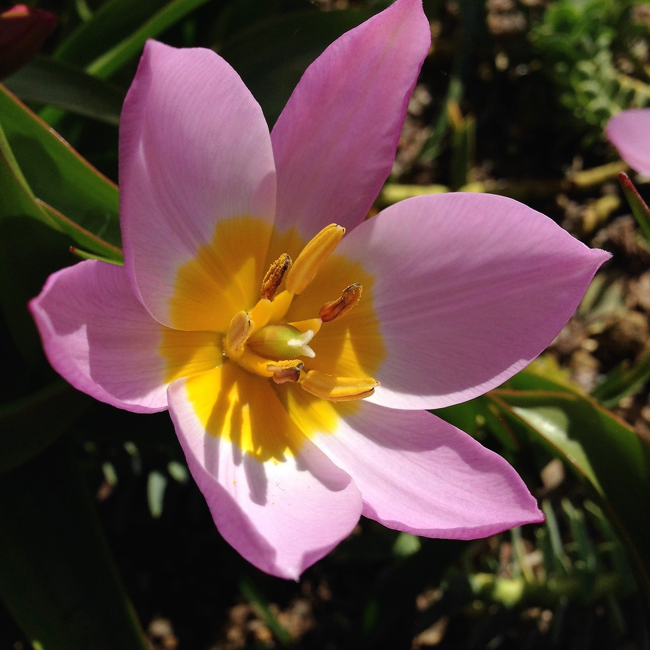 Rožinis, Geltona, Gėlė, Tulpė, Tulipa Saxatilis, Pavasaris, Nemokamos Nuotraukos,  Nemokama Licenzija