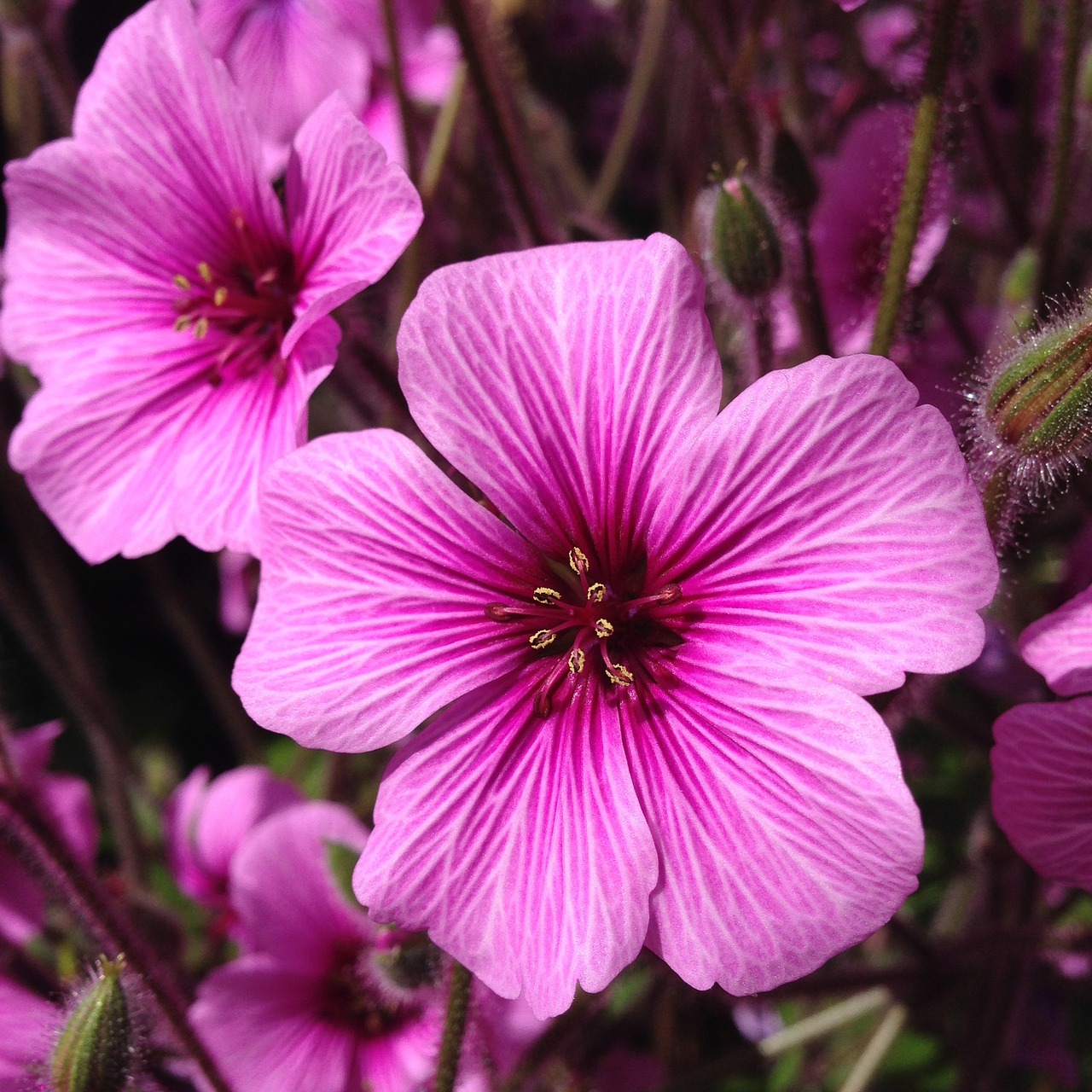 Rožinis, Gėlė, Pavasaris, Geranium, Rožinės Gėlės, Nemokamos Nuotraukos,  Nemokama Licenzija