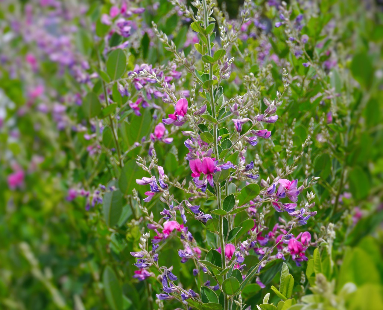 Rožinis, Raudona Violetinė, Mėlyna-Violetinė, Gėlės, Žolė, Žalias, Nara, Yakushiji, Japonija, Nemokamos Nuotraukos