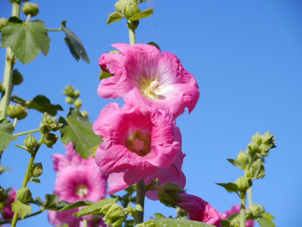 Althaea Rosea, Hana Aoi, Rožinis, Gėlės, Budas, Lapai, Žalias, Otsu Parkas, Yokosuka, Japonija