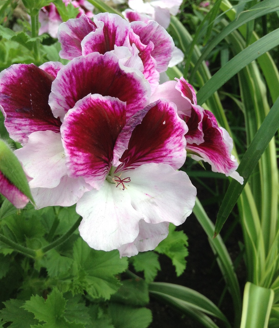 Pelargonium Zonale, Rožinis, Gėlė, Gamta, Nemokamos Nuotraukos,  Nemokama Licenzija