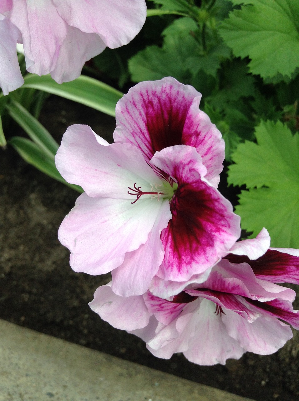 Pelargonium Zonale, Rožinis, Gėlė, Gamta, Nemokamos Nuotraukos,  Nemokama Licenzija