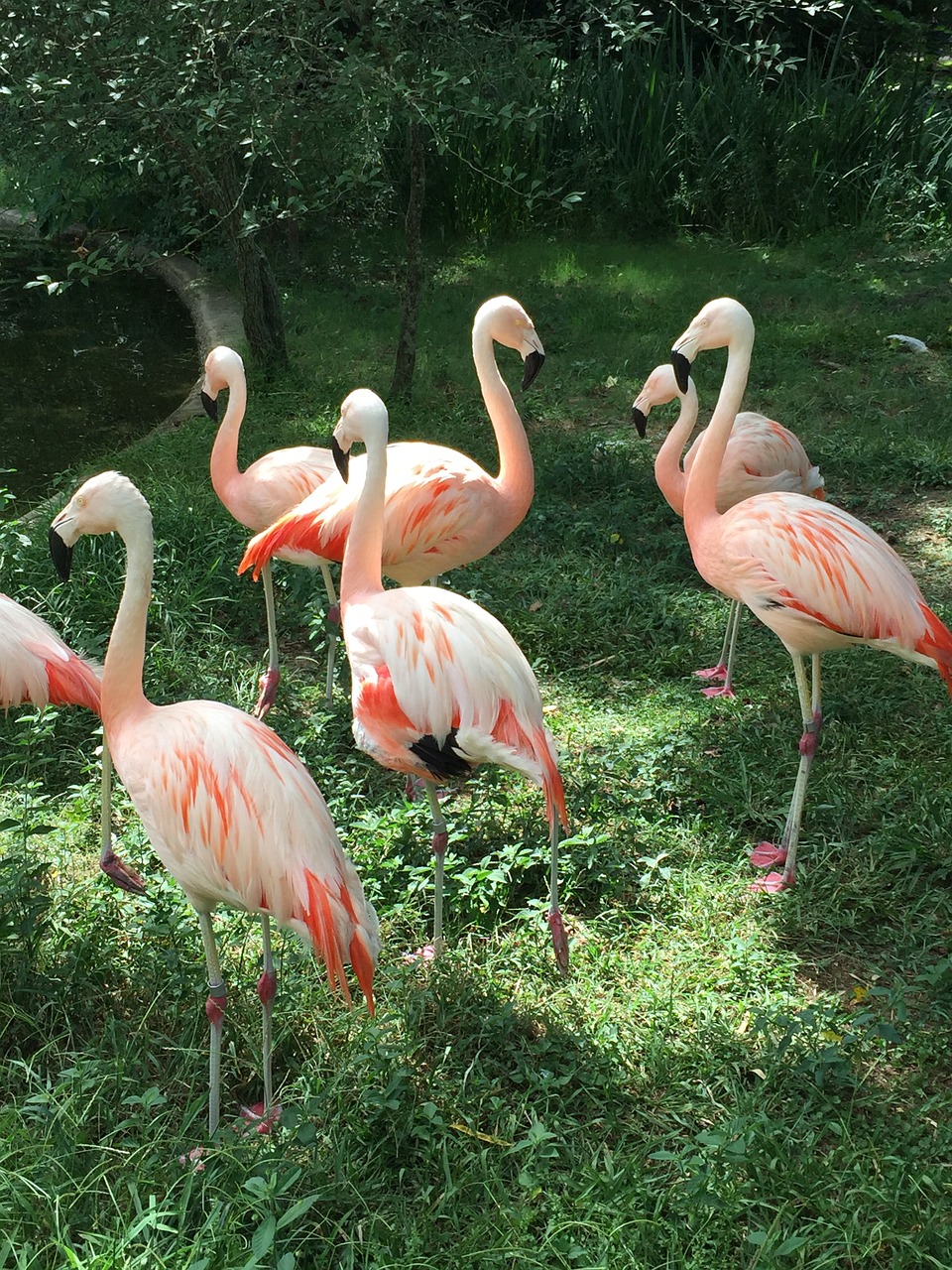 Rožinis, Flamingo, Žalias, Žolė, Zoologijos Sodas, Medžiai, Gyvūnas, Gamta, Spalvinga, Sparnai