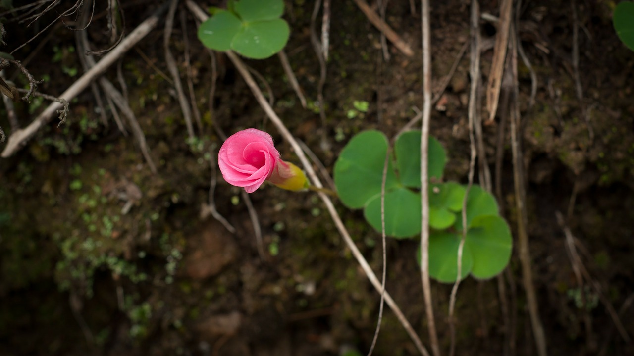 Rožinis, Gėlė, Žiedas, Žydi, Žydi, Pumpurai, Mažas, Mažas, Gėlių, Fleurs