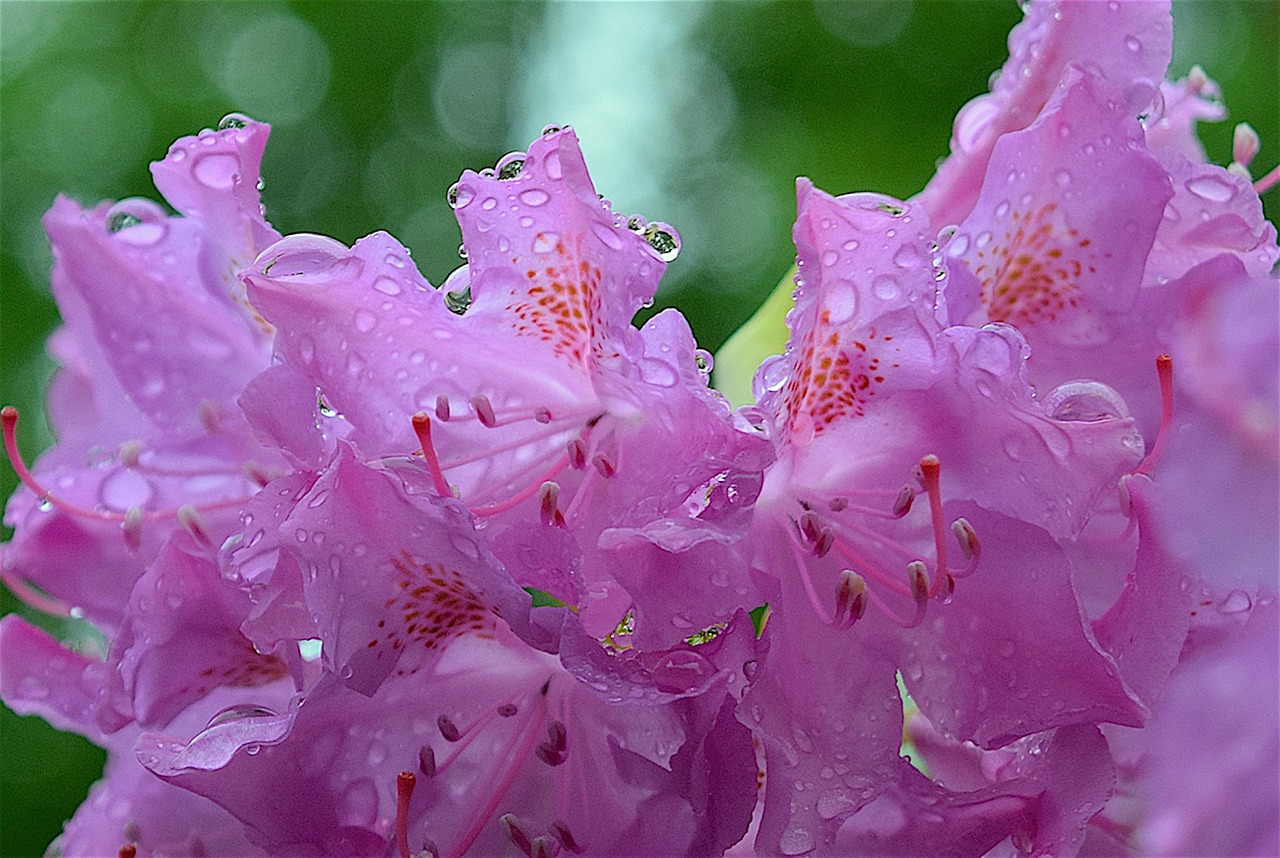 Rožinis, Gėlė, Rododendras, Gamta, Augalas, Gėlių, Žiedlapis, Žiedas, Pavasaris, Sodas