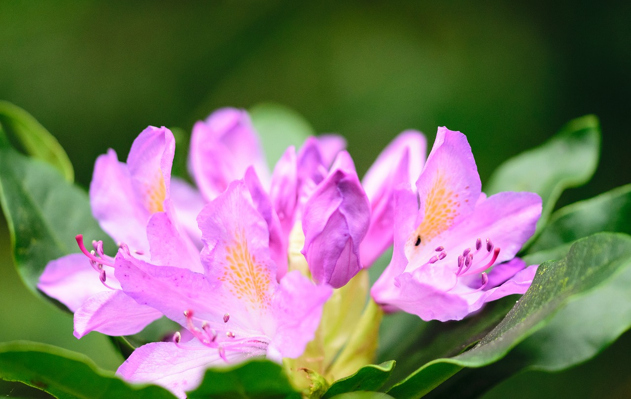 Rožinis, Gamta, Gėlės, Bugenvilija, Žiedas, Augalas, Flora, Violetinė, Žydėti, Makro