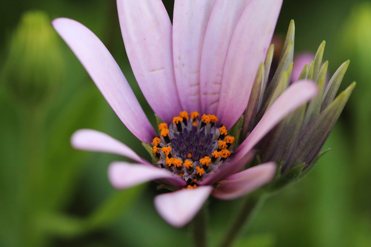 Rožinis, Violetinė, Gėlė, Augalas, Gamta, Gėlės, Žalias, Rožinė Gėlė, Fonas, Rožinė Daisy