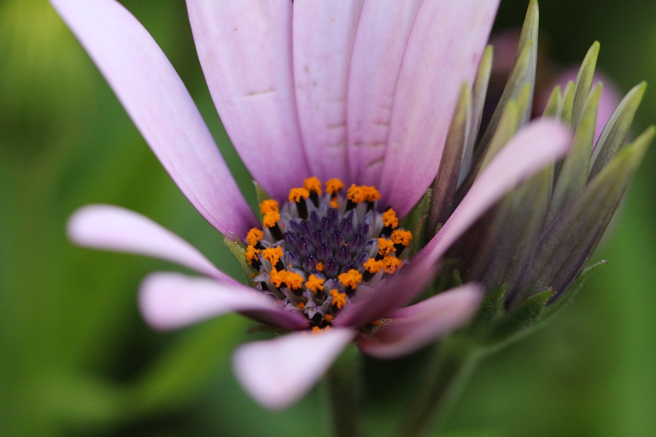 Rožinis, Violetinė, Gėlė, Augalas, Gamta, Gėlės, Žalias, Rožinė Gėlė, Fonas, Rožinė Daisy