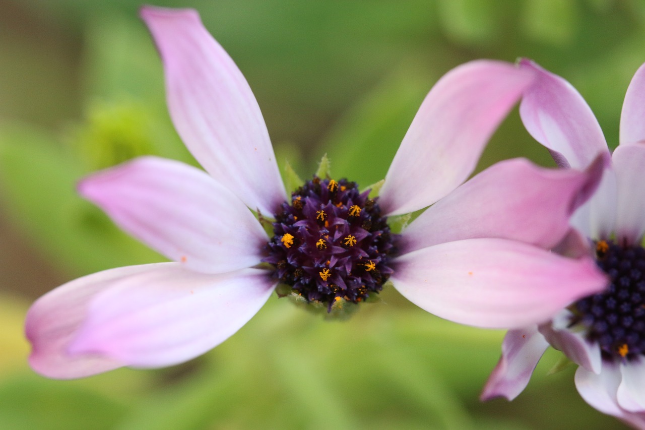 Rožinis, Violetinė, Gėlė, Augalas, Gamta, Gėlės, Žalias, Rožinė Gėlė, Fonas, Rožinė Daisy