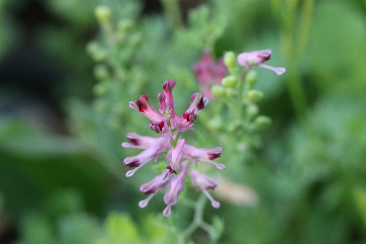 Rožinis, Violetinė, Gėlė, Augalas, Gamta, Gėlės, Žalias, Rožinė Gėlė, Fonas, Rožinė Daisy