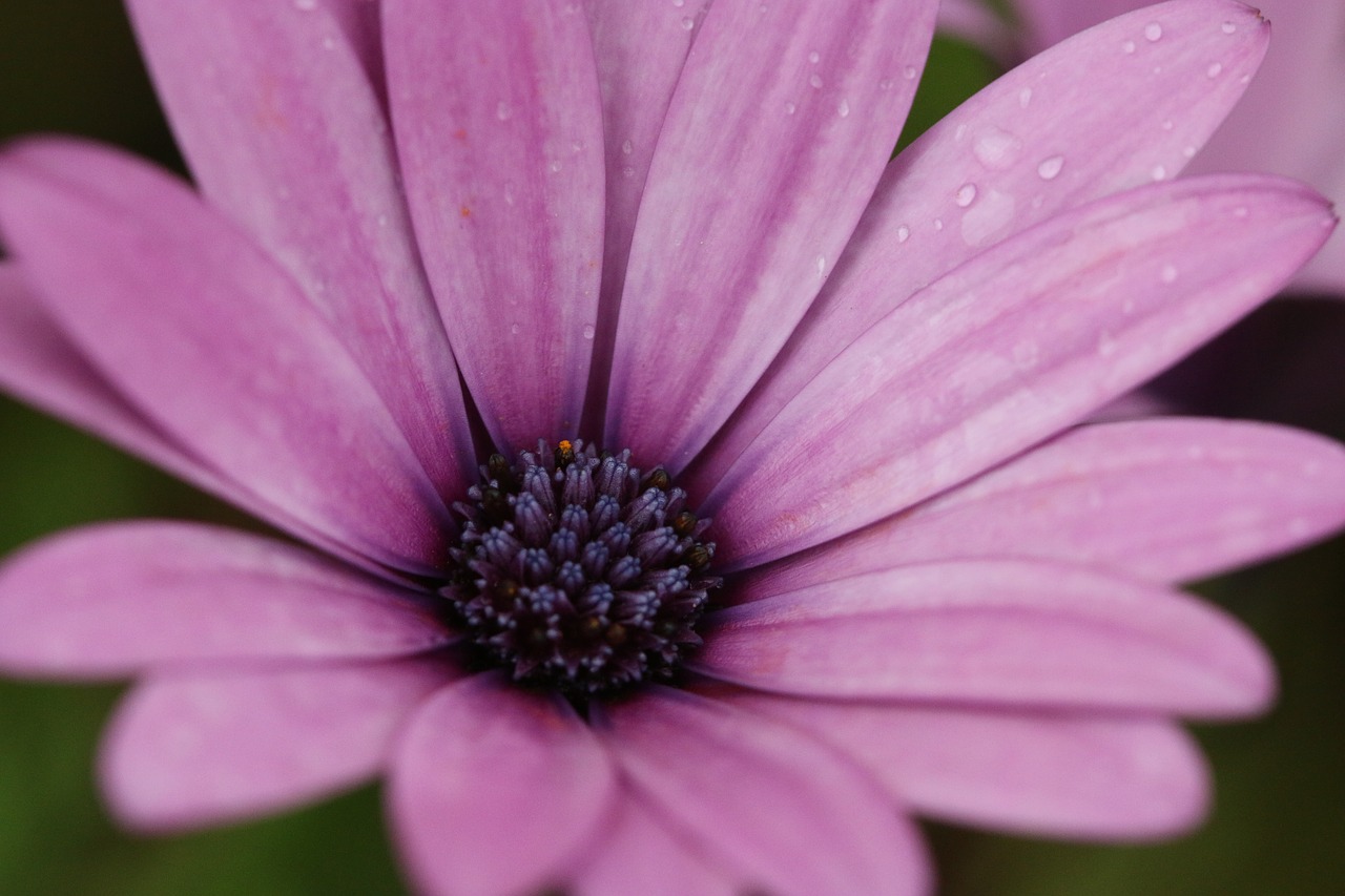 Rožinis, Violetinė, Gėlė, Augalas, Gamta, Gėlės, Žalias, Rožinė Gėlė, Fonas, Rožinė Daisy