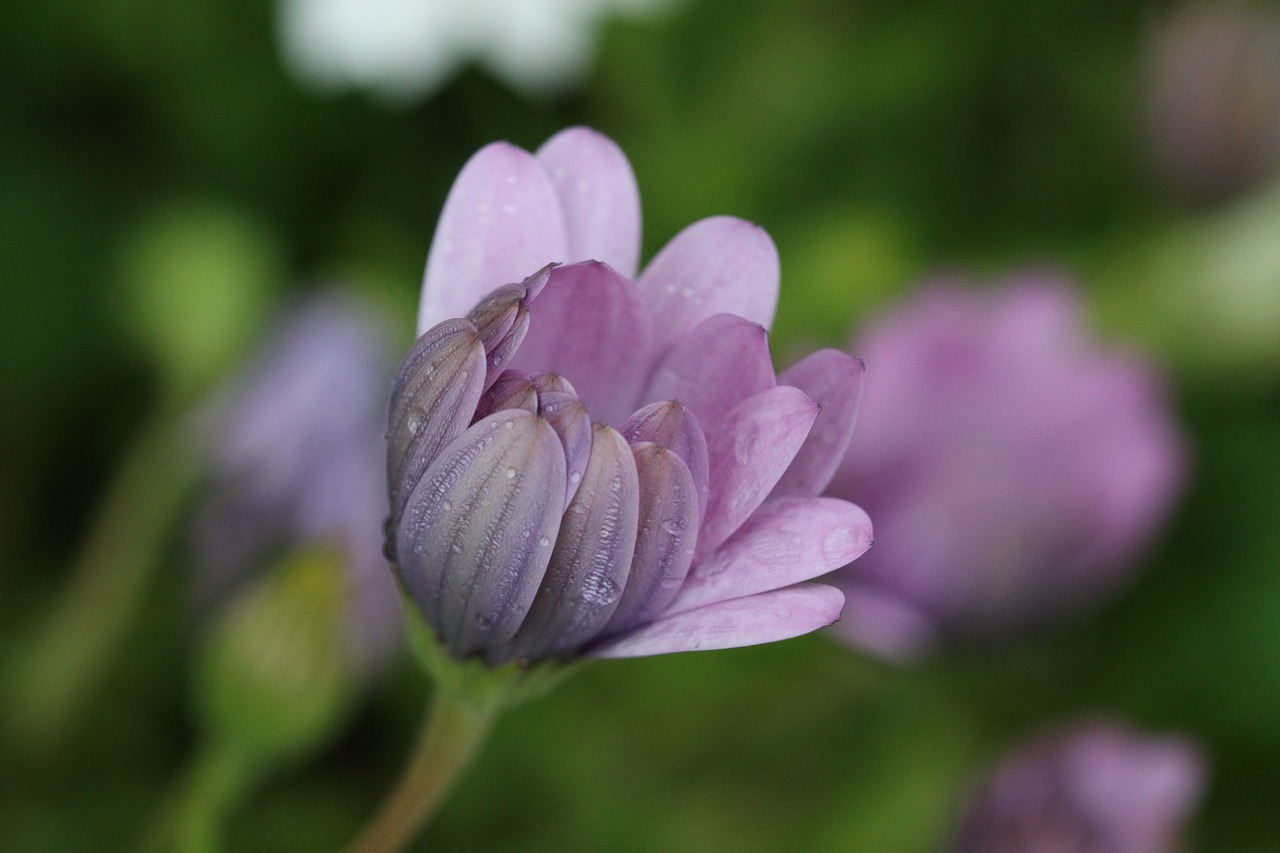 Rožinis, Violetinė, Gėlė, Augalas, Gamta, Gėlės, Žalias, Rožinė Gėlė, Fonas, Lapai Yra