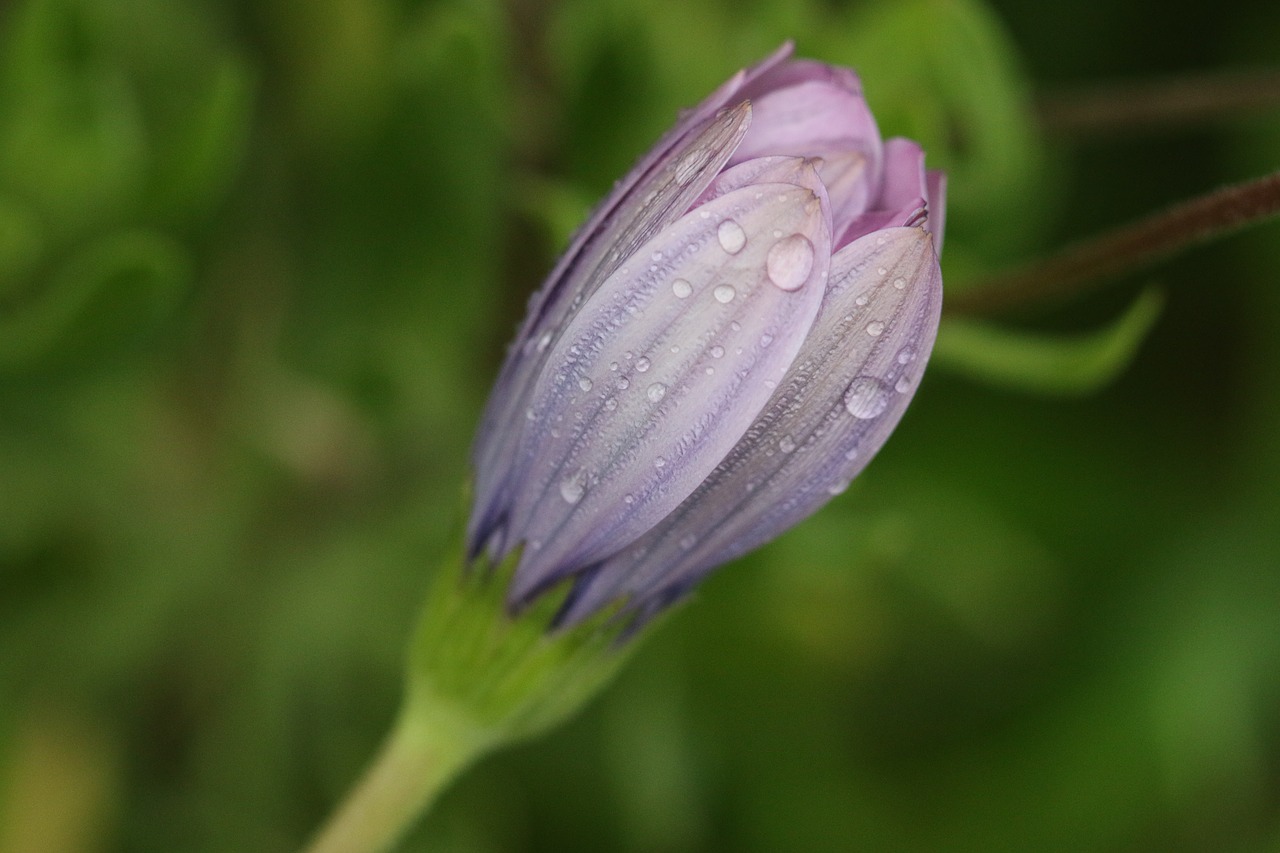 Rožinis, Violetinė, Gėlė, Augalas, Gamta, Gėlės, Žalias, Rožinė Gėlė, Fonas, Lapai Yra