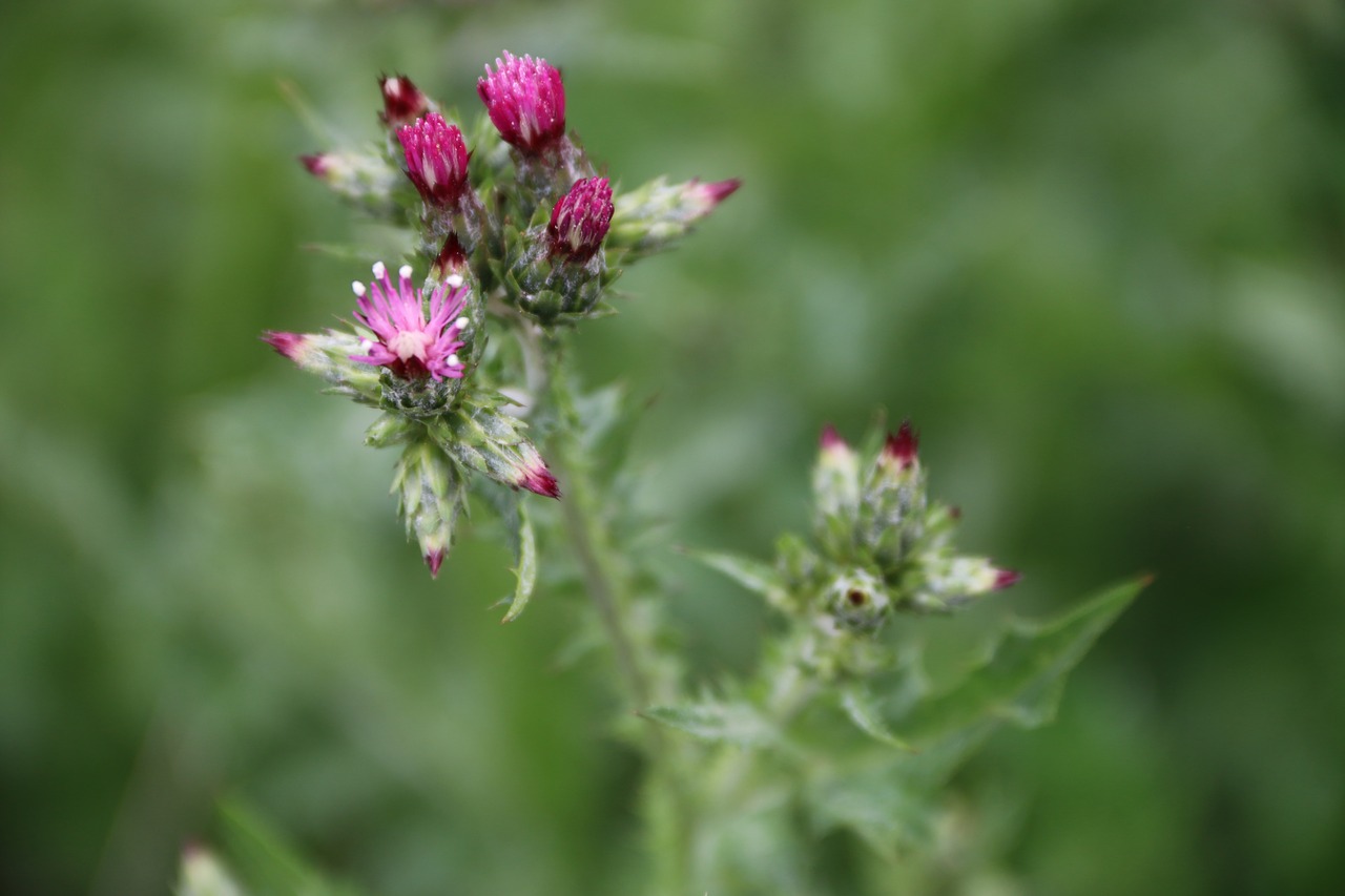 Rožinis, Violetinė, Gėlė, Augalas, Gamta, Gėlės, Žalias, Rožinė Gėlė, Fonas, Rožinė Daisy