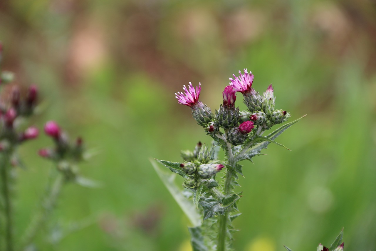 Rožinis, Violetinė, Gėlė, Augalas, Gamta, Gėlės, Žalias, Rožinė Gėlė, Fonas, Rožinė Daisy