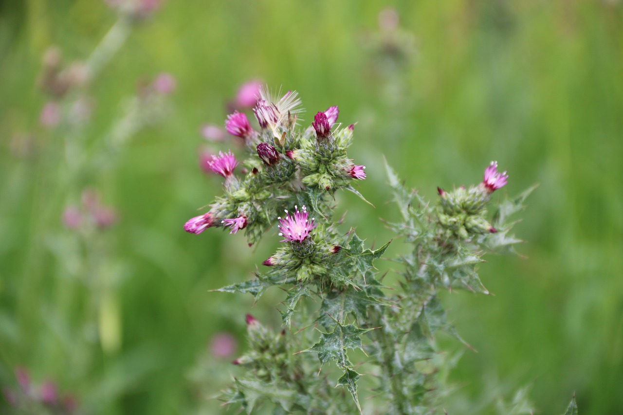 Rožinis, Violetinė, Gėlė, Augalas, Gamta, Gėlės, Žalias, Rožinė Gėlė, Fonas, Rožinė Daisy