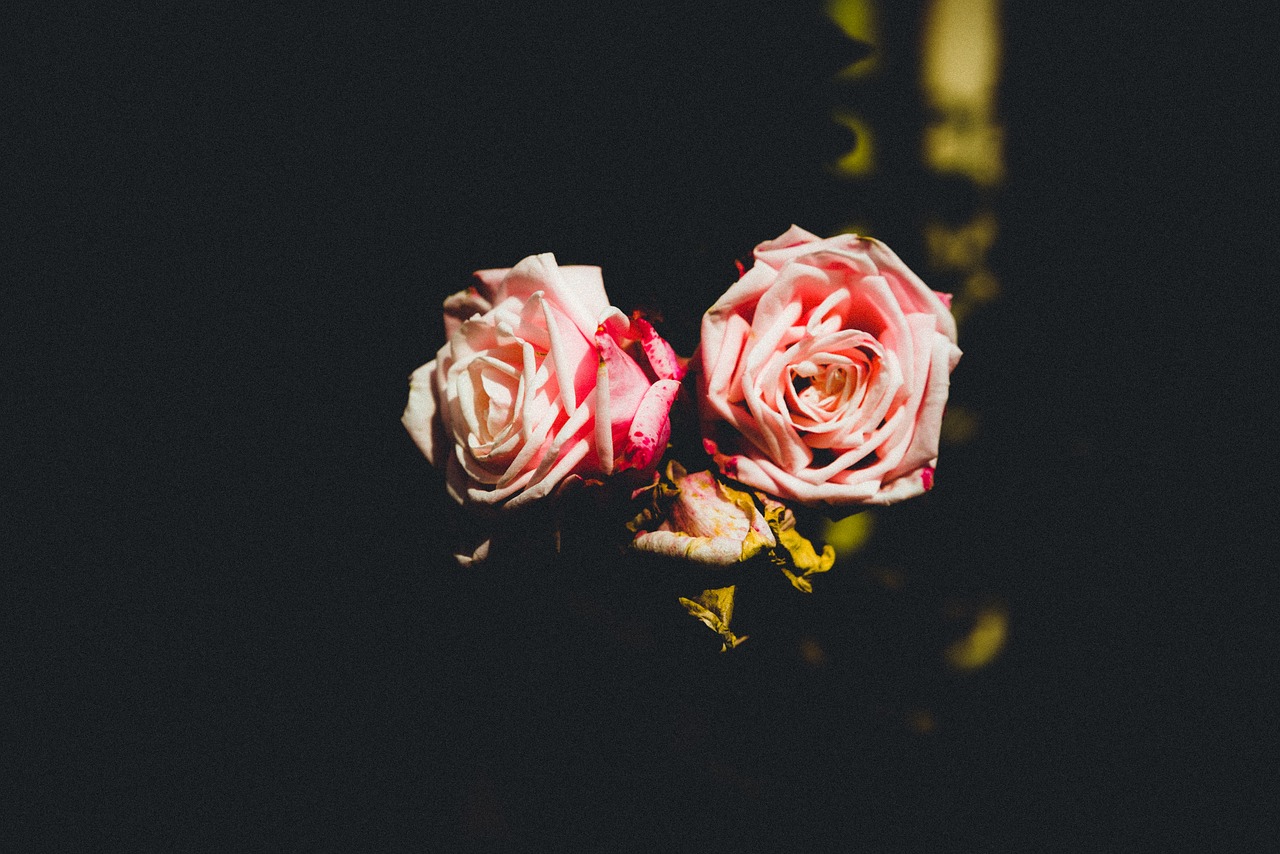 Rožinis, Rožė, Gėlė, Nemokamos Nuotraukos,  Nemokama Licenzija