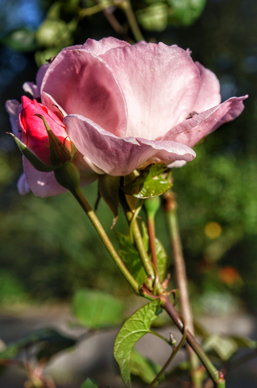 Rožinis, Rožė, Rosebud, Gėlė, Žiedas, Nemokamos Nuotraukos,  Nemokama Licenzija