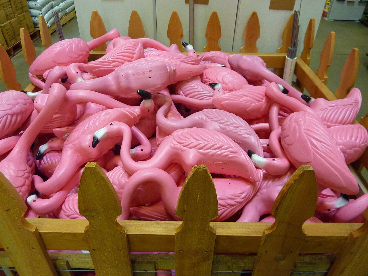 Rožinis, Flamingo, Paukštis, Spalva, Makro, Iš Arti, Spalvinga, Paukščiai, Rožinės Spalvos Plunksnos, Flamingos