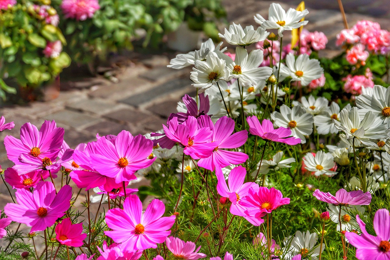 Rožinis,  Balta,  Daisy,  Gėlė,  Gamta,  Flora,  Sodas,  Vasara,  Žiedlapis,  Žydi