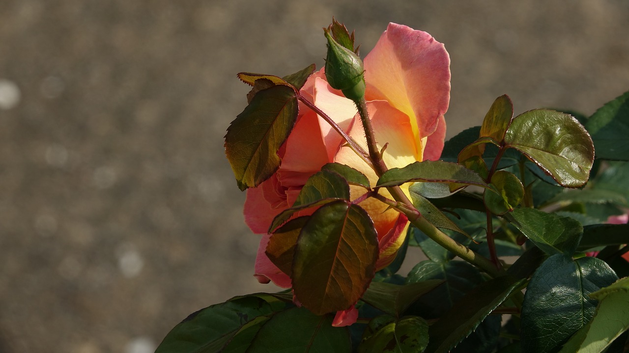 Rožinis,  Gėlė,  Gamta, Nemokamos Nuotraukos,  Nemokama Licenzija