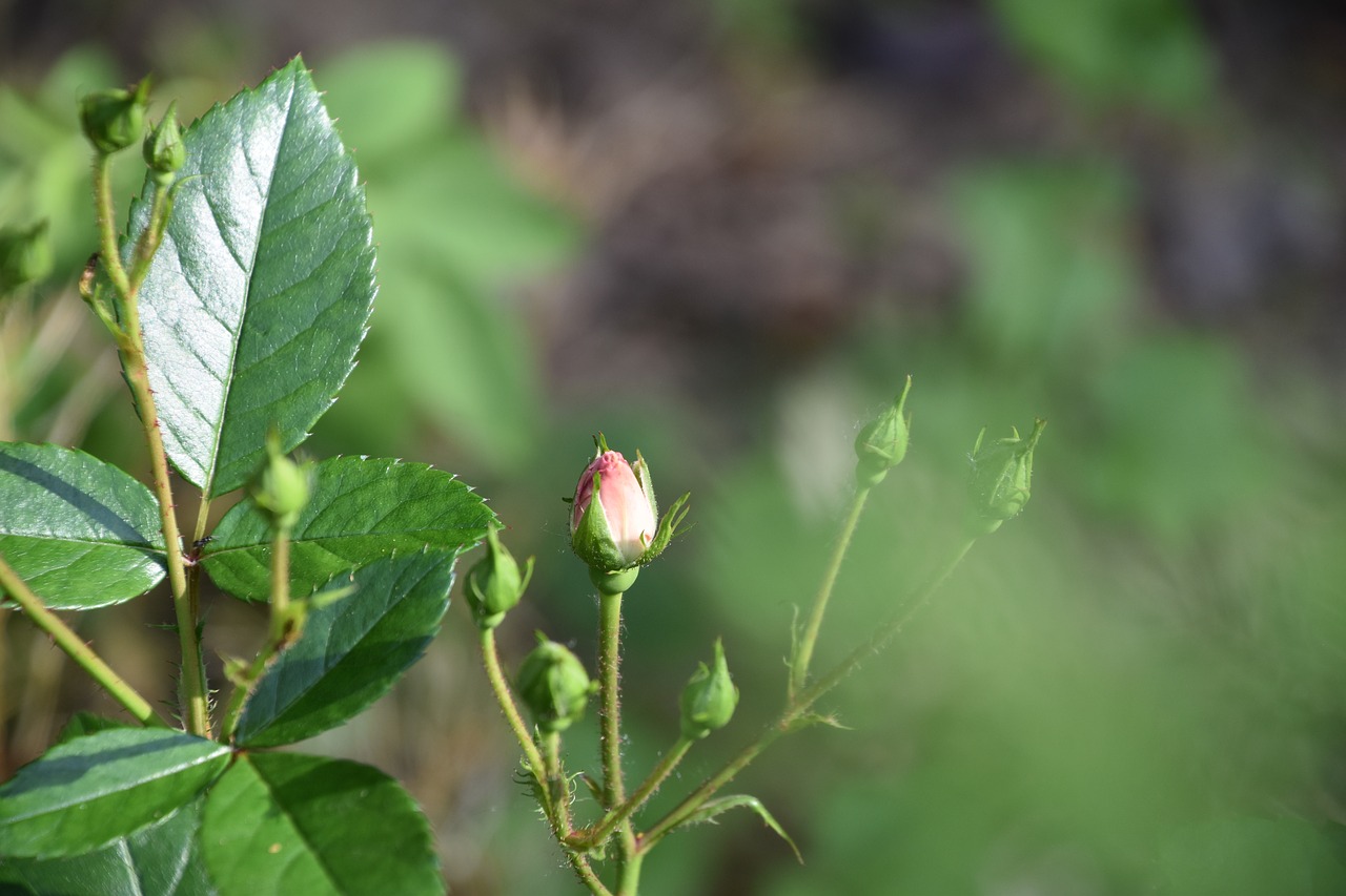 Rožinis,  Rožių Krūmas,  Bud,  Blyškiai Rožinė,  Gėlė,  Žydėjimo,  Pobūdį,  Žiedlapiai,  Sodas, Nemokamos Nuotraukos